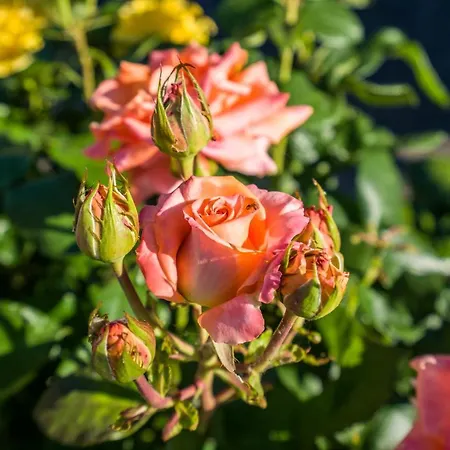 Borgo Canneto بيت للعطل *